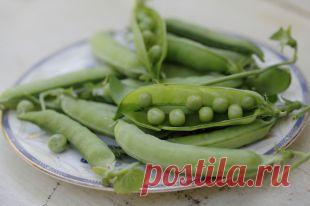 Как выращивать горох и бобы на даче | Твой Ремонт и Твоя дача!