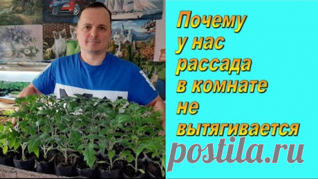 Крепкая рассада томатов в комнате. Сделайте как мы и всё получится!