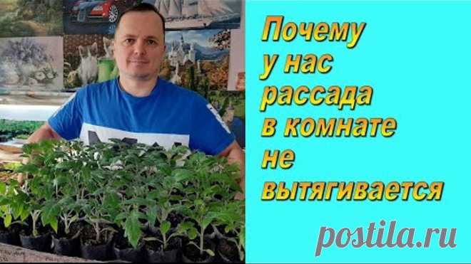 Крепкая рассада томатов в комнате. Сделайте как мы и всё получится!