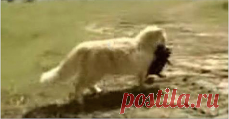 Кошка украла у собаки-мамы щенков, чтобы их воспитывать