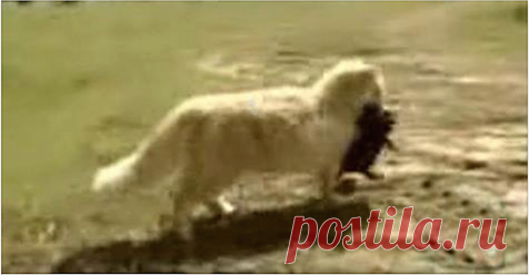 Кошка украла у собаки-мамы щенков, чтобы их воспитывать