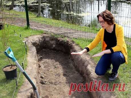 Šilauogių sodinimas: trumpa instrukcija pradedantiesiems