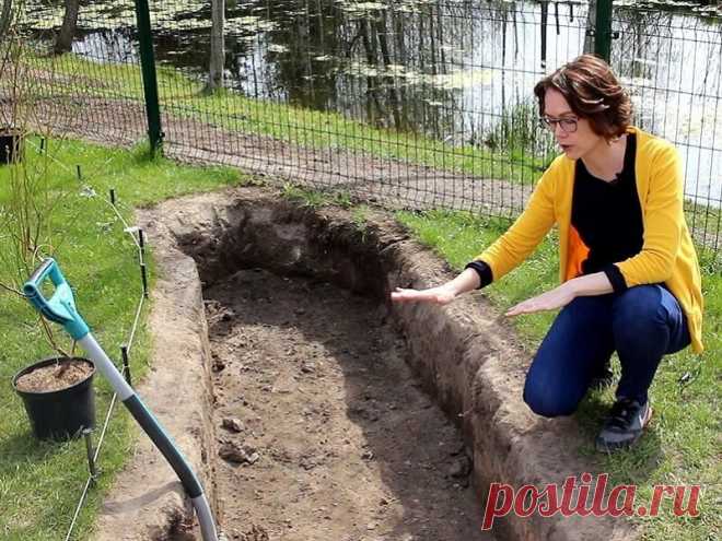 Šilauogių sodinimas: trumpa instrukcija pradedantiesiems