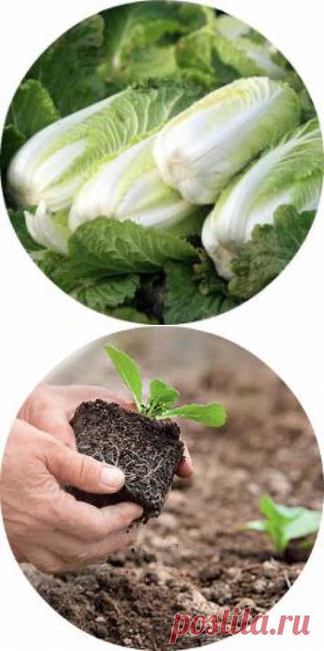 Как выращивать пекинскую капусту в открытом грунте? - weronika2006rich@mail.ru - Почта Mail.Ru