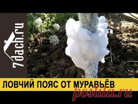 Ловчий пояс из синтепона: защита плодовых от муравьёв (тли) - 7 дач