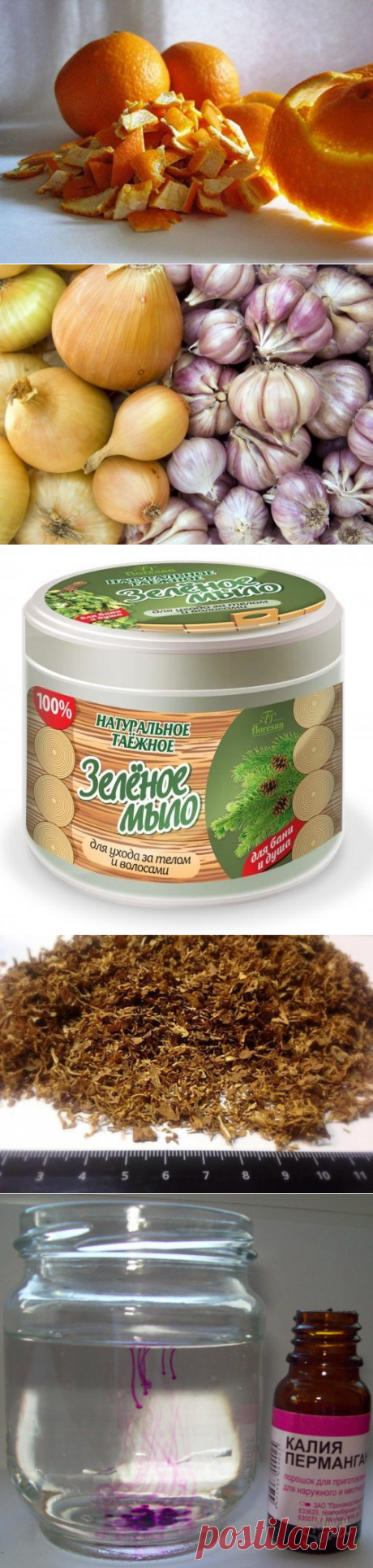 Народные средства для лечения болезней растений