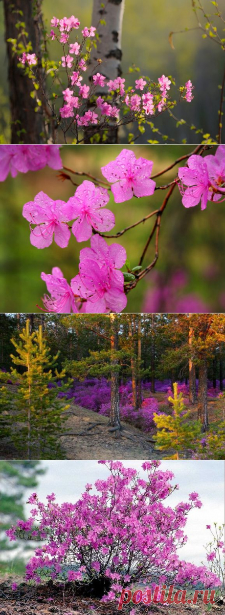 Лиловое облако багульника.