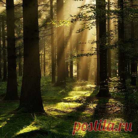 The light of the sun filtering through the branches