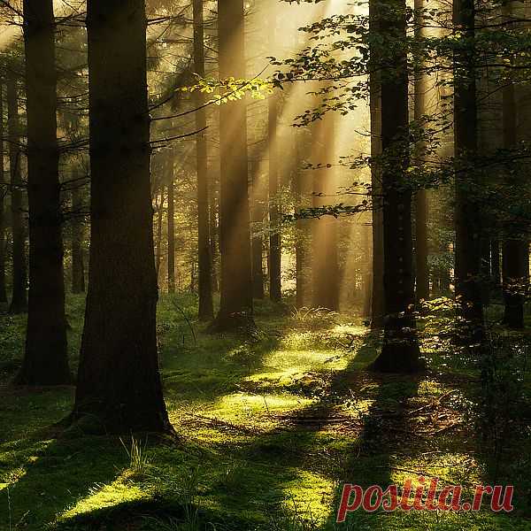 The light of the sun filtering through the branches