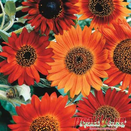 Семена. Подсолнечник декоративный 