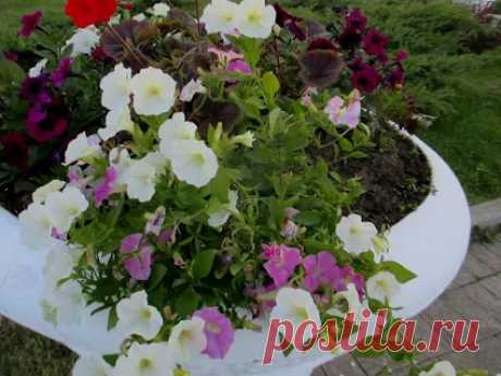 Svetlana Bolotova - Google+