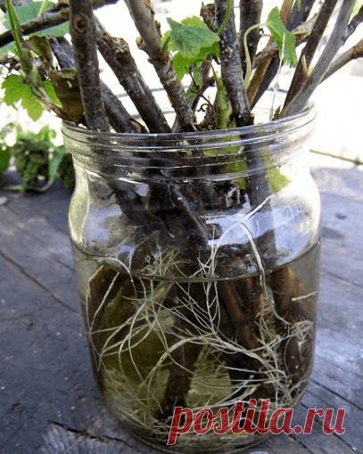 2 легких способа размножения смородины, крыжовника и жимолости | Мой огородик | Яндекс Дзен