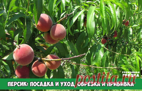 Персик: посадка и уход, обрезка и прививка
Почва: любая хорошо дренированная.
Полив: ранние сорта – в среднем 2-3 раза за сезон, поздние – 5-6 раз. Расход воды – от 2 до 5 ведер на каждое дерево в зависимости от возраста и размера. Поливают персики рано утром или вечером. Первый полив – в конце мая или в начале июня, второй – в первой половине июля, третий – в первой половине августа. Почву пропитывают водой на глубину 60-70 см. Для качества плодов важен полив за 3-4 недел...