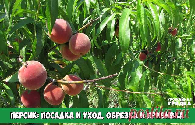 Персик: посадка и уход, обрезка и прививка
Почва: любая хорошо дренированная.
Полив: ранние сорта – в среднем 2-3 раза за сезон, поздние – 5-6 раз. Расход воды – от 2 до 5 ведер на каждое дерево в зависимости от возраста и размера. Поливают персики рано утром или вечером. Первый полив – в конце мая или в начале июня, второй – в первой половине июля, третий – в первой половине августа. Почву пропитывают водой на глубину 60-70 см. Для качества плодов важен полив за 3-4 недел...