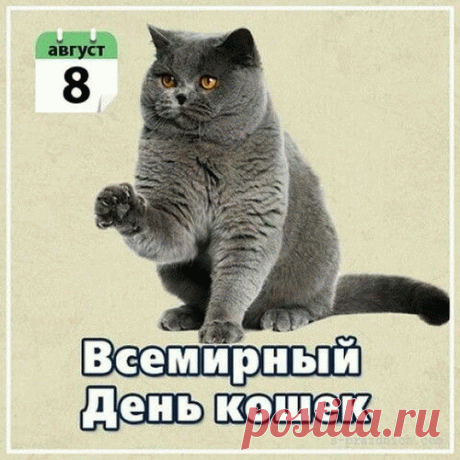 Дом без кошек пуст и скучен.
Вместо интерьерных ваз
Заведите кошку лучше,
И тепло она вам даст!
8 Августа всемирный день кошек!