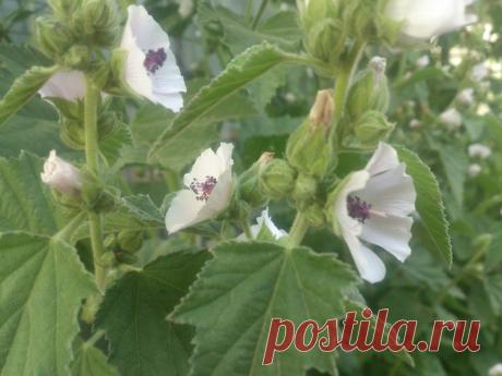 Многолетнее травянистое растение семейства мальвовых (Malvaceae), высотой до 150 см. Корневище короткое, тонкое, многоглавое, с крупным деревянистым главным корнем и многочисленными мясистыми и толстыми боковыми корнями. Стеблей несколько, редко одиночные, прямостоячие, цилиндрические, слабоветвистые в соцветиях, у основания грязно-пурпурные, голые.Применение при желтухи, камнях в мочевом пузыре.