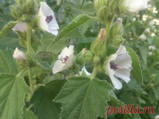 Многолетнее травянистое растение семейства мальвовых (Malvaceae), высотой до 150 см. Корневище короткое, тонкое, многоглавое, с крупным деревянистым главным корнем и многочисленными мясистыми и толстыми боковыми корнями. Стеблей несколько, редко одиночные, прямостоячие, цилиндрические, слабоветвистые в соцветиях, у основания грязно-пурпурные, голые.Применение при желтухи, камнях в мочевом пузыре.