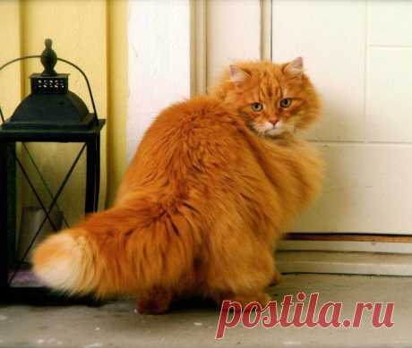 Котики - муркотики