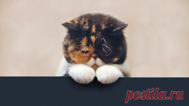 20 животных, которых можно только понять и простить | Уши, лапы, хвост