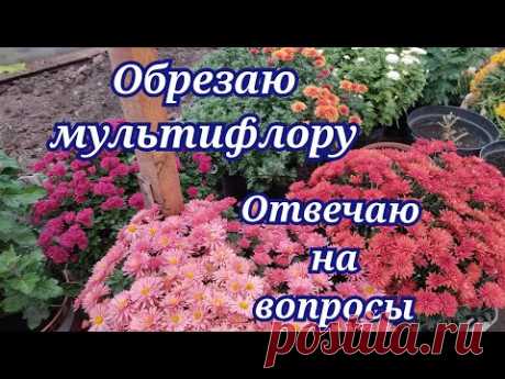 Хризантема мультифлора. Обрезка перед зимовкой. Отвечаю на ваши вопросы!