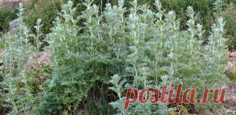 Эфирное масло полыни: применение от висячих родинок, папиллом