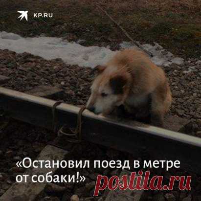 Под Петербургом какие-то твари привязали верёвкой собаку к рельсам  Бедолагу удалось спасти машинисту – он разглядел животное и смог вовремя остановить состав поезда. Спасибо тебе, мужик  https://www.kp.ru/daily/26957.7/4010315/?utm_source=ok&utm_campaign=social_share