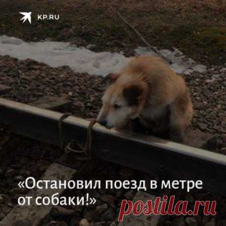 Под Петербургом какие-то твари привязали верёвкой собаку к рельсам  Бедолагу удалось спасти машинисту – он разглядел животное и смог вовремя остановить состав поезда. Спасибо тебе, мужик  https://www.kp.ru/daily/26957.7/4010315/?utm_source=ok&utm_campaign=social_share