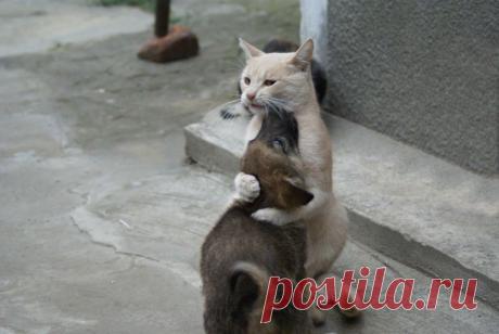 Чужих детей не бывает! Кошка украла у собаки щенков. И только для того, чтобы заменить им мать