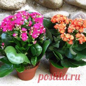 Как правильно обрезать каланхоэ в домашних условиях