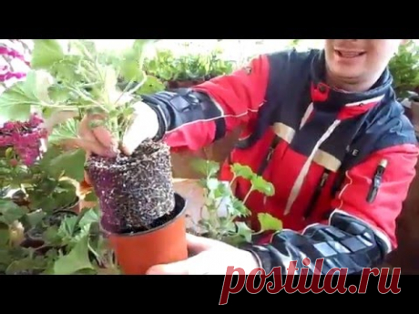 КОРОЛЕВСКАЯ ПЕЛАРГОНИЯ(ГЕРАНЬ) №2 ОБРЕЗКА и УХОД.