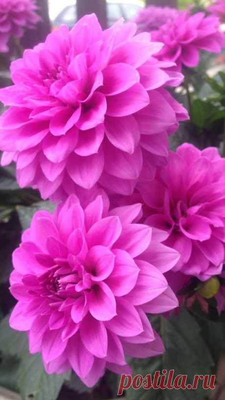 Pinterest