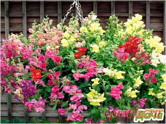 Это не петуния, а самый обычный 