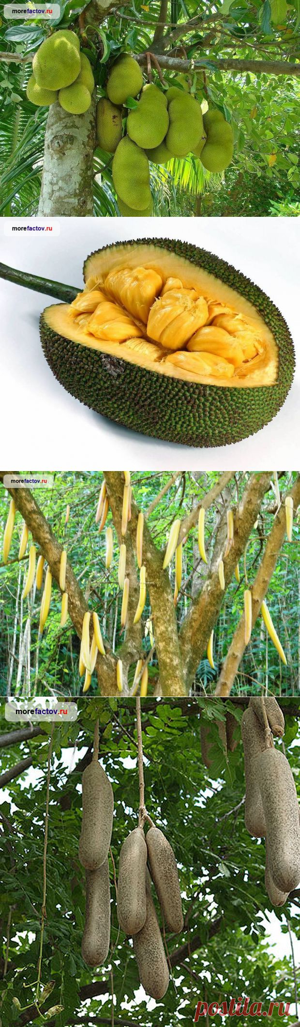 Интересные факты о необычных деревьях - Море Фактов