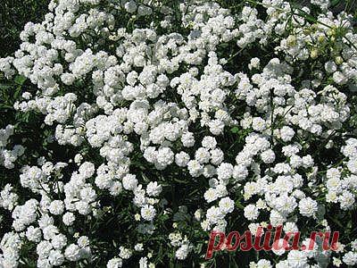 Тысячелистник в ландшафтном дизайне.