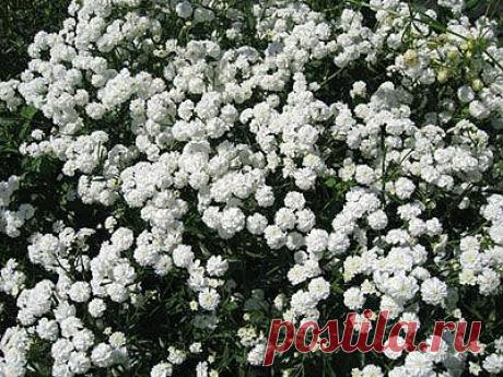 Тысячелистник в ландшафтном дизайне.