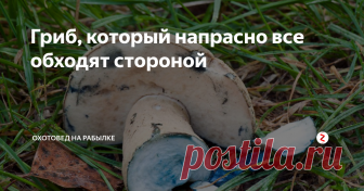 Гриб, который напрасно все обходят стороной В середине лета в теплых хвойных и смешанных лесах с песчаной почвой под березами, соснами и дубами вырастает гриб, который не каждый грибник решится срезать.
Gyroporus cyanescens – редкий съедобный гриб семейства Болетовых
Все потому, что при любом прикосновении его мякоть и шляпка синеет.