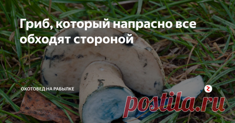 Гриб, который напрасно все обходят стороной В середине лета в теплых хвойных и смешанных лесах с песчаной почвой под березами, соснами и дубами вырастает гриб, который не каждый грибник решится срезать.
Gyroporus cyanescens – редкий съедобный гриб семейства Болетовых
Все потому, что при любом прикосновении его мякоть и шляпка синеет.