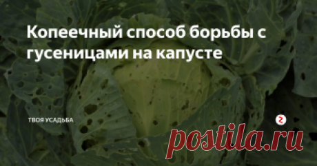 Копеечный способ борьбы с гусеницами на капусте Когда грядку с капустой заполонили гусеницы, то нужно предпринимать срочные меря, чтоб не остаться без урожая. Эти прожорливые вредители грызут вилок изнутри, что приводит к остановке в росте и загниванию сердцевины.
Есть простой копеечный способ, как уничтожить гусениц в капусте и надолго отбить у них желание покушаться на ваш урожай. Для этого возьмите ведро. Можно пластиковое или эмалированное,
