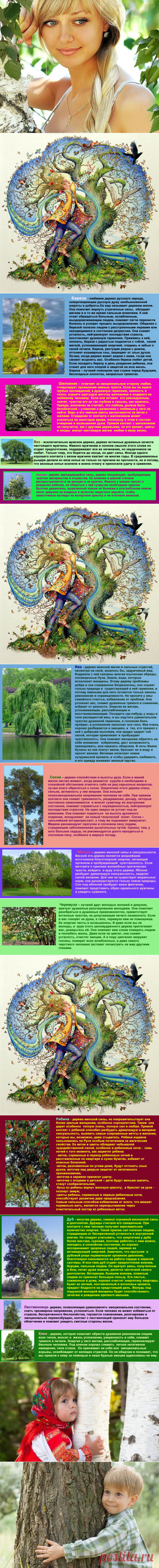 🌷ДЕНДРОТЕРАПИЯ💐🌵 лечение природой* | Тая😍😻ღ•°˜”*°•.♥.•  Туман✔  | Фотографии и советы на Постиле