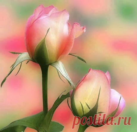 Рита Молчанова