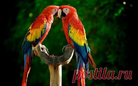 Самые Редкие и Красивые Птицы в Мире