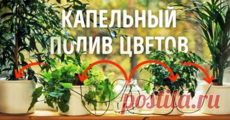 Как сделать так, чтобы растения поливали себя сами