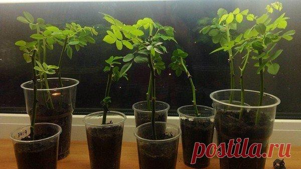 Размножение роз методом буррито или укоренения черенков роз в газете Уважаемые садоводы! Хочу предложить уникальный и в то же время простой способ размножения роз черенками.
 
Вы наверное знаете, что многие садоводы, розоводы предпочитают размножение роз зелёными черен…