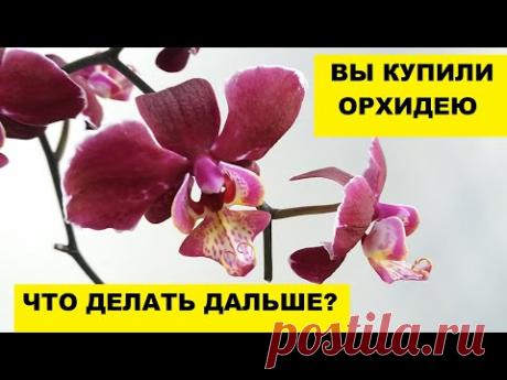 Вы купили орхидею