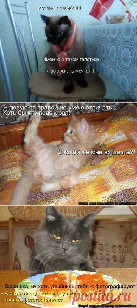 Пушистый позитив))).