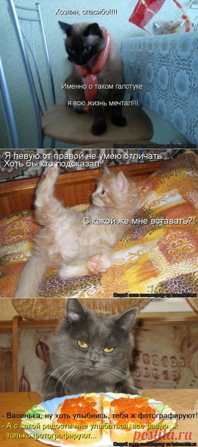 Пушистый позитив))).