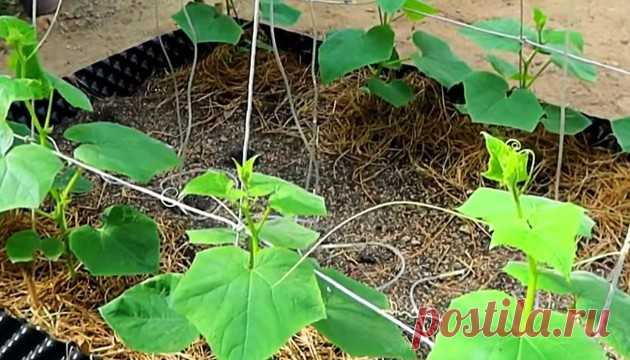 Подкормка из мокрицы для огурцов - это лучшая подкормка. Огурцы идут в рост и дают много урожая