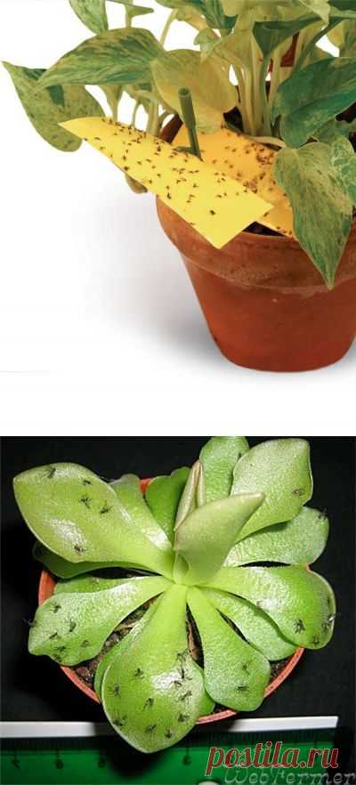 Как избавиться от мошек в комнатных цветах | РОЗЫ