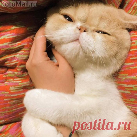 Ласковый котик