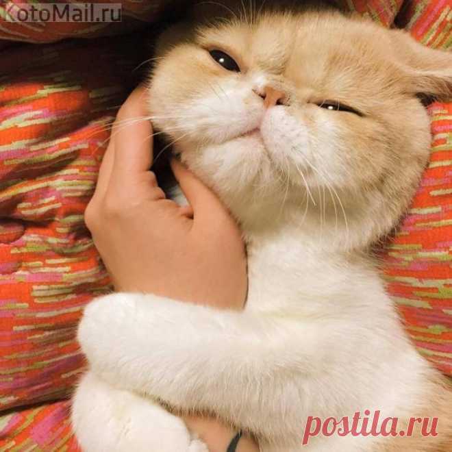 Ласковый котик